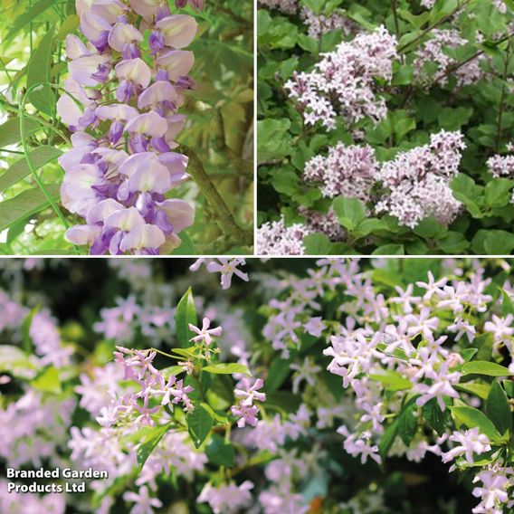 Scented Climber Trio