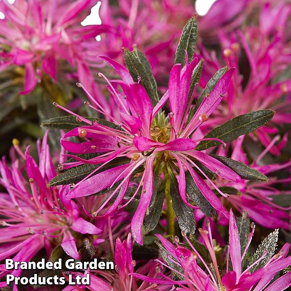 Azalea 'Starstyle Lilac'