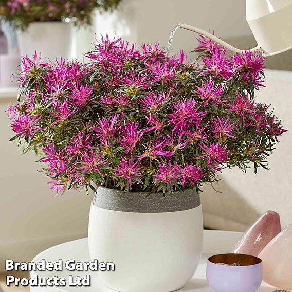 Azalea 'Starstyle Lilac'