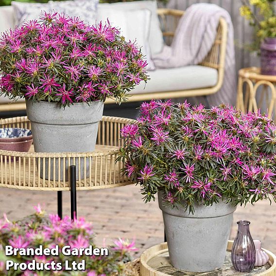 Azalea 'Starstyle Lilac'