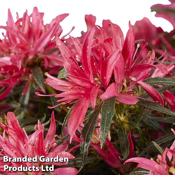 Azalea 'Starstyle Pink'