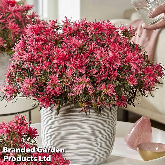 Azalea 'Starstyle Pink'