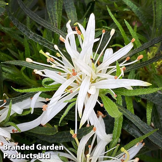 Azalea 'Starstyle White'