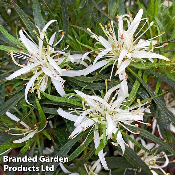 Azalea 'Starstyle White'