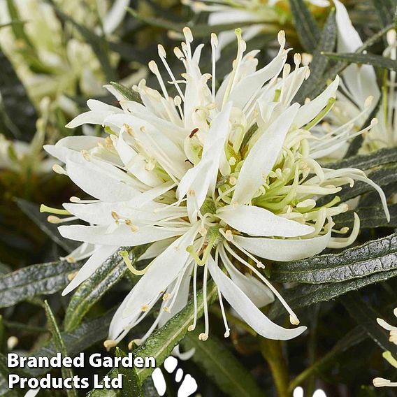 Azalea 'Starstyle White'