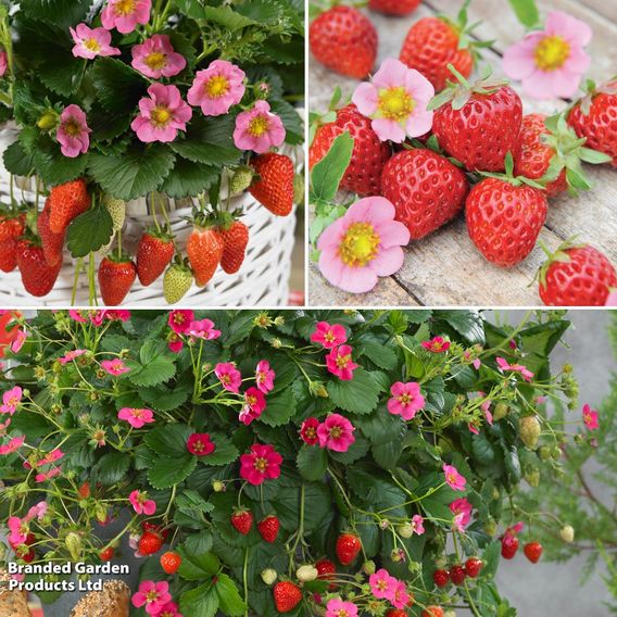 Strawberry 'Pink Flowered Collection'