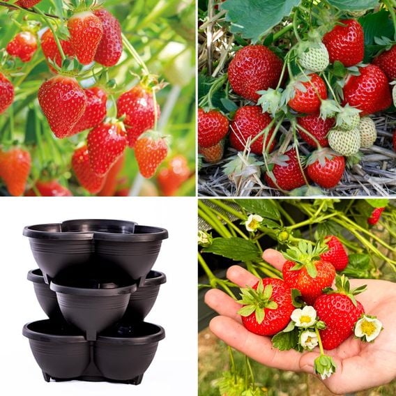 Strawberry Summer Long Collection