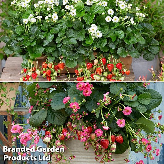Strawberry 'Summer Breeze Duo' (Everbearer/All Season)