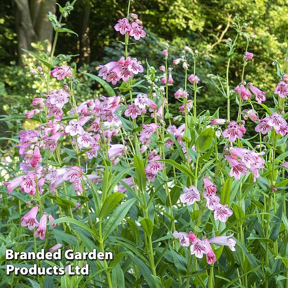 Penstemon 'Ice Cream Collection'