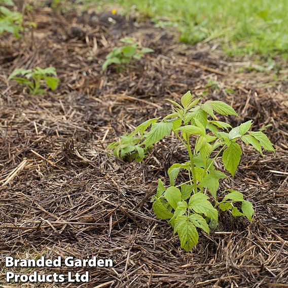 Strulch Mineralised Straw Garden Mulch