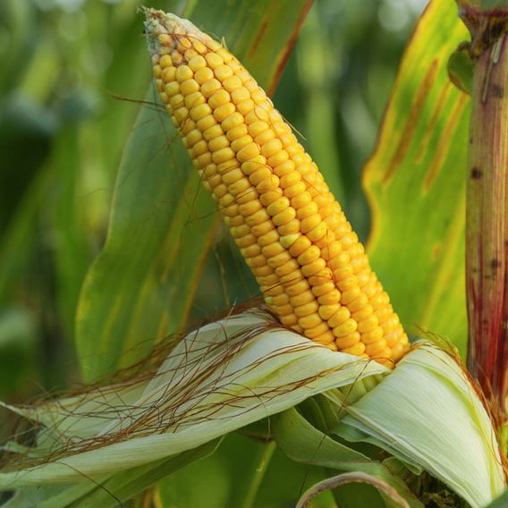 Sweetcorn Multisown Collection
