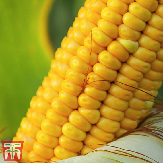 Sweetcorn Multisown Collection