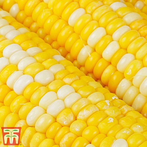 Sweetcorn Multisown Collection