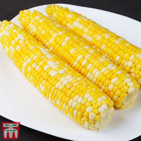 Sweetcorn Multisown Collection