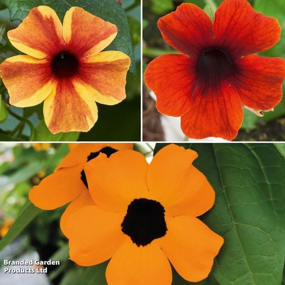 Thunbergia 'Sunny Susy Trio'