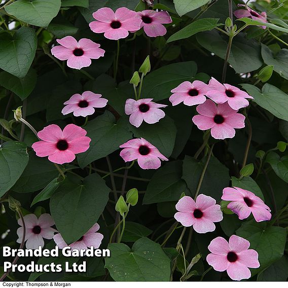 Thunbergia 'Sunny Susy Rose Sensation'