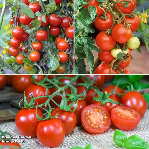 Tomato Growers Collection