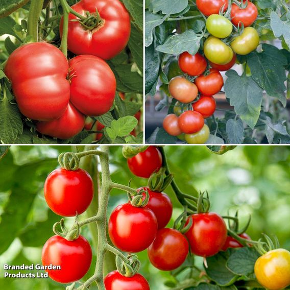 Tomato Crimson Trio (Grafted)