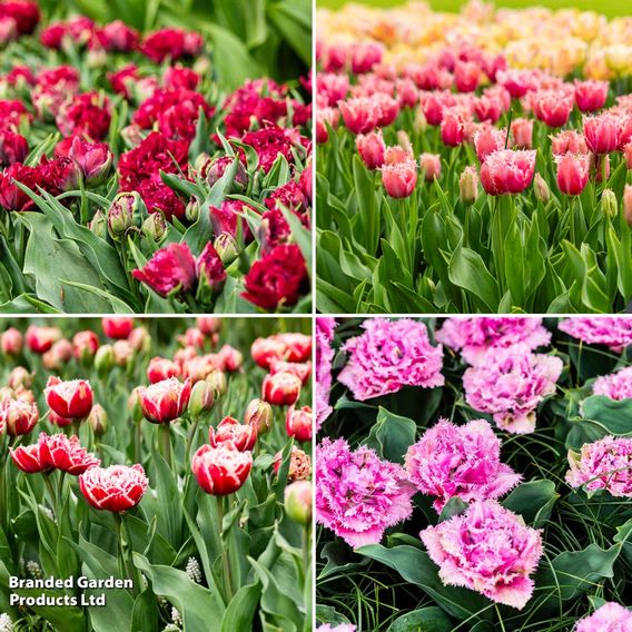 Tulip Frilly Fringed Collection