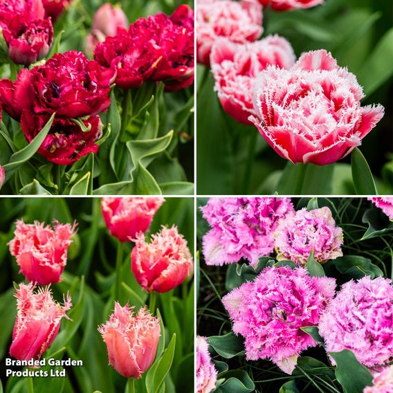 Tulip Frilly Fringed Collection