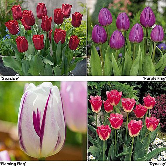 Tulip Patio Mix