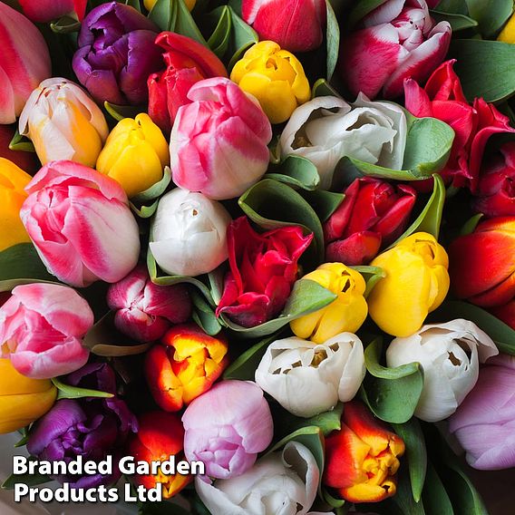 Tulip 'Darwin Mixed'