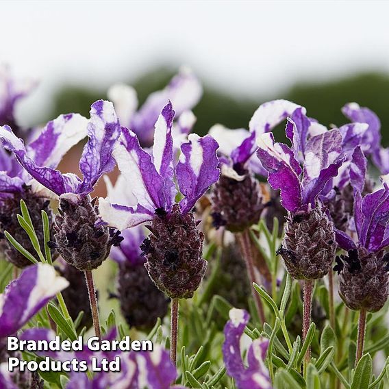 Lavender 'Twin Summer' (Butterfly Garden)