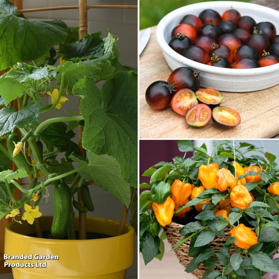 Vegetables for Small Spaces Collection
