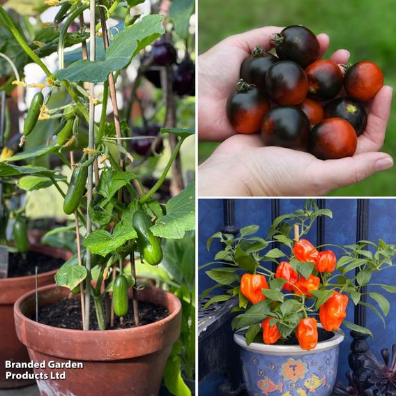 Vegetables for Small Spaces Collection