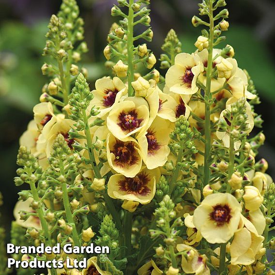 Verbascum 'Dark Eyes'