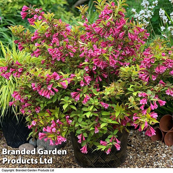 Weigela 'Magic Carpet'