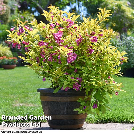 Weigela 'Magic Carpet'