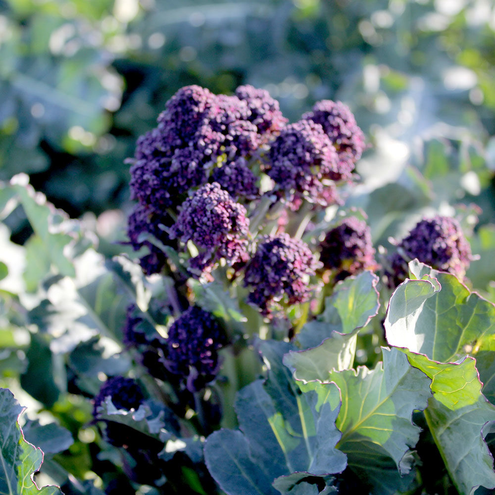 purple sprouting broccoli seedlings purple sprouting broccoli seedlings