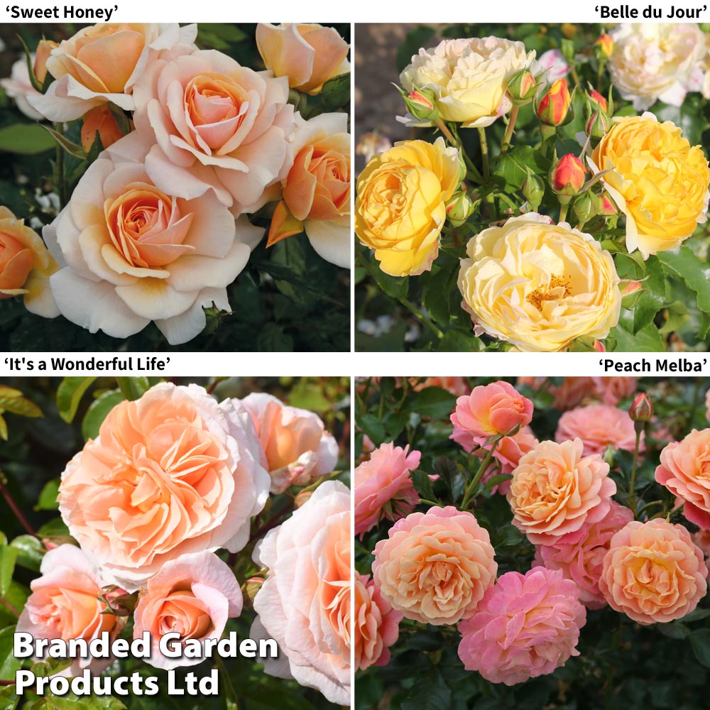Rose of the Year...