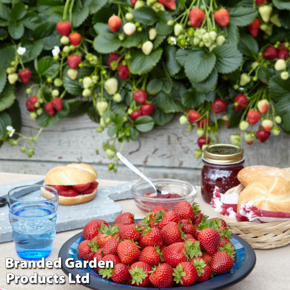 Nurserymans Choice Strawberry at Suttons